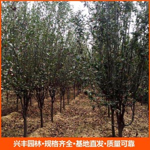 基地直发西府海棠小苗 量大价优成活率高 观赏性强