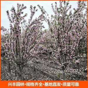 基地直发西府海棠小苗 量大价优成活率高 观赏性强